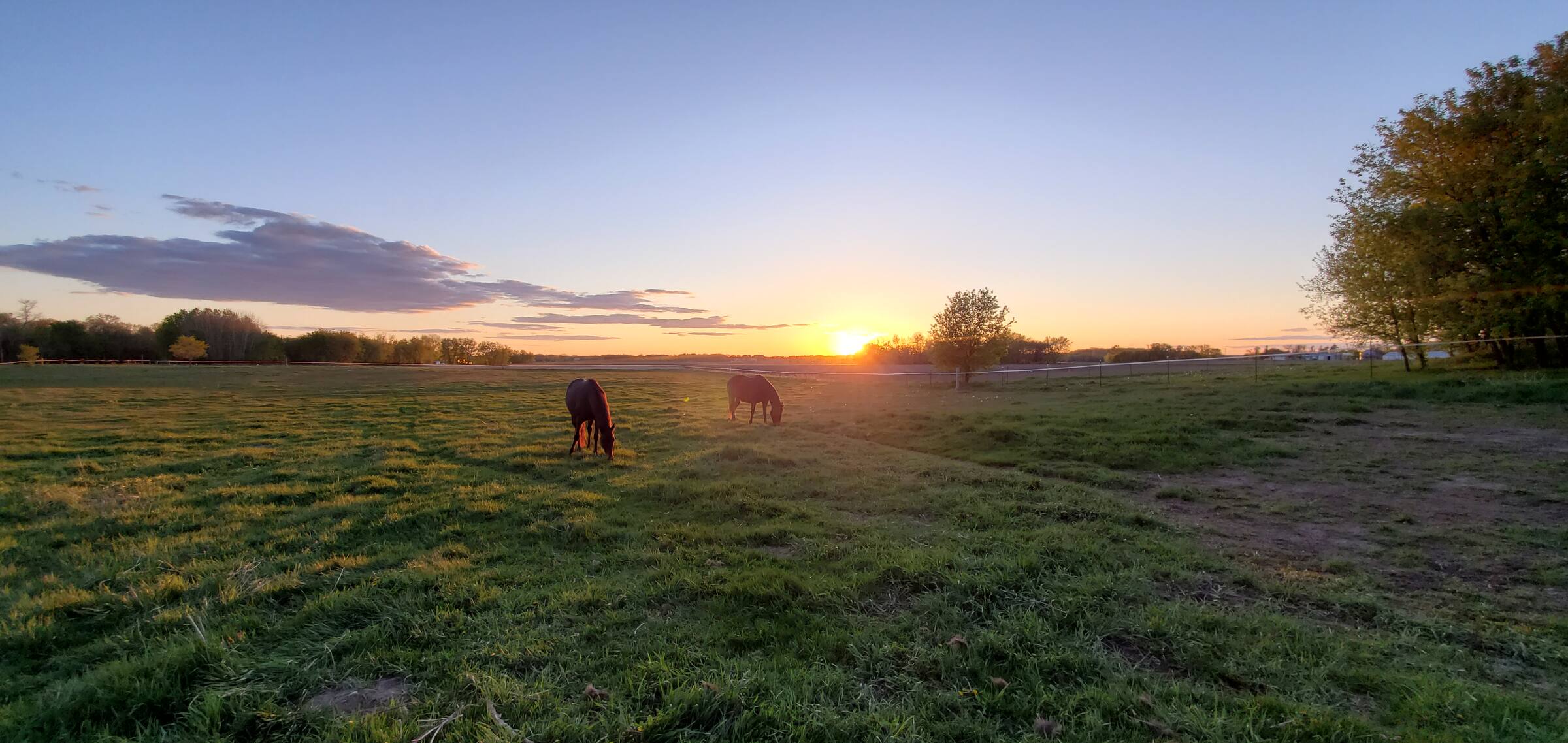 Horses grazing in a Merry Mac Farm pasture at sunset