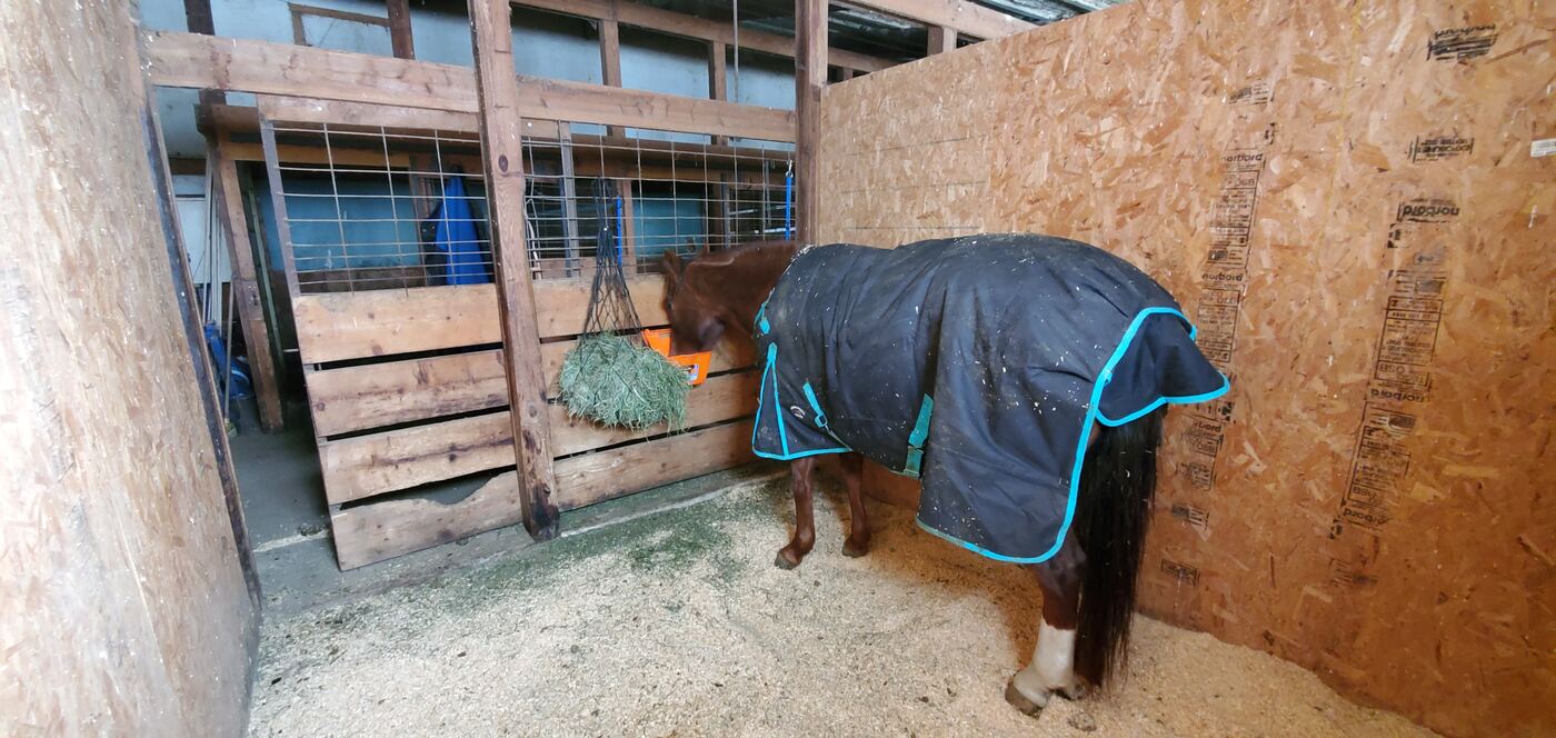 A blanketed horse in an indoor stall